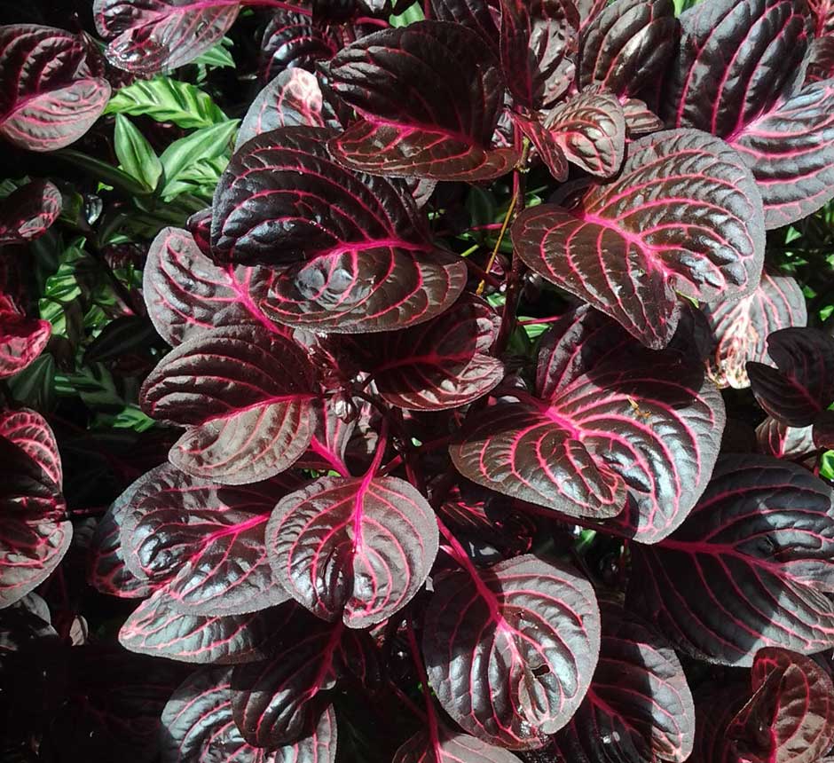 ایریزین، برگ خونی 